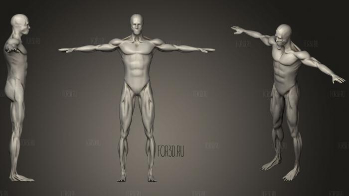 Anatomy Male Muscle stl model for CNC